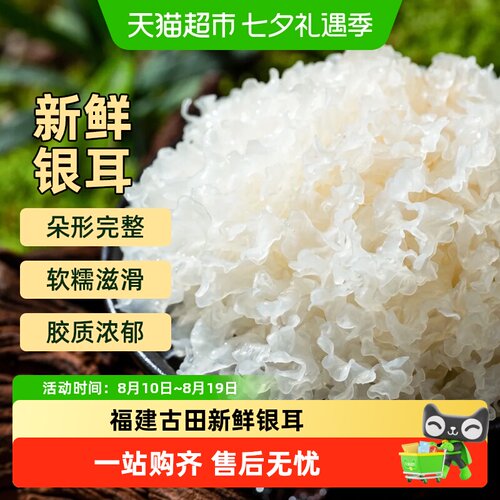 胡鲜森福建古田高山种植银耳