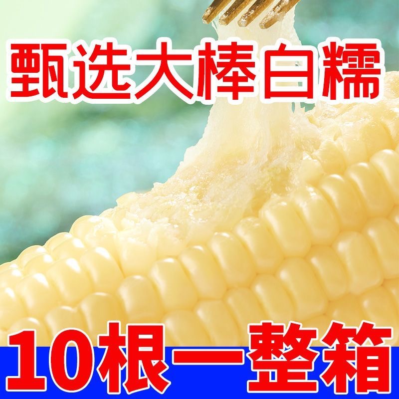 正宗东北白糯玉米软糯香甜拉丝粗粮代餐非即食独立包装甜糯玉米