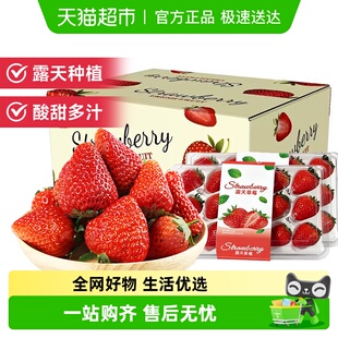 四川大凉山露天红颜草莓奶油草莓现摘新鲜水果生鲜时令礼盒