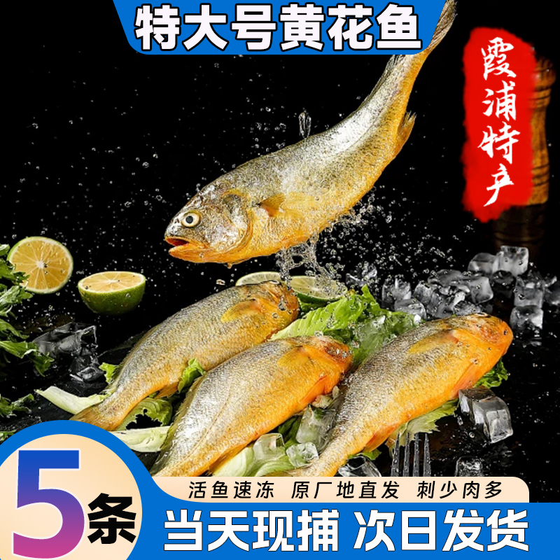 宁德霞浦黄花鱼特大号新鲜冷冻大黄鱼黄瓜鱼海鱼海捕整箱批发