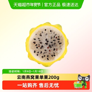 燕窝果麒麟果黄皮白肉火龙果云南高山种植鲜甜大果