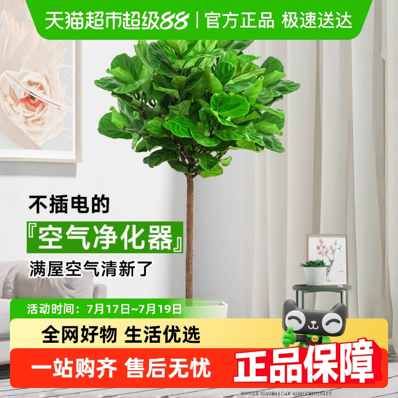 无忧农夫大型绿植大叶老桩琴叶榕