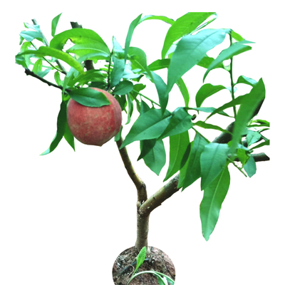 锦绣黄桃红玉桃胭脂脆桃嫁接培育