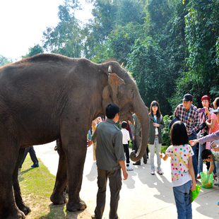 野象谷+曼掌村亲子纯玩一日游 偶遇野象+曼掌亲子体验