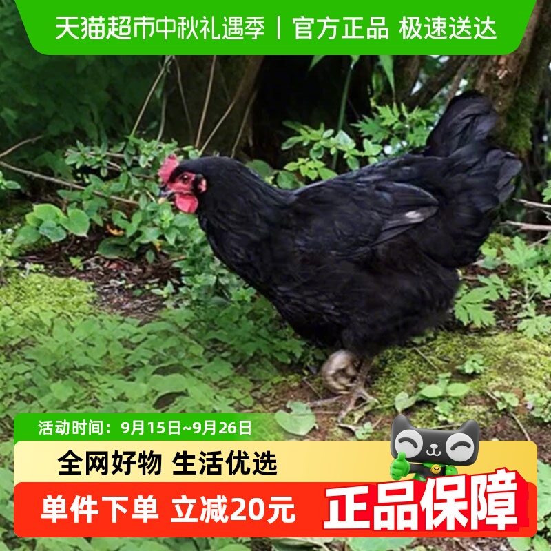 雀淘农家五谷喂养黑凤老母鸡