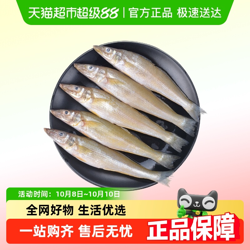 卖鱼郎先生沙丁鱼青岛海捕深海鱼