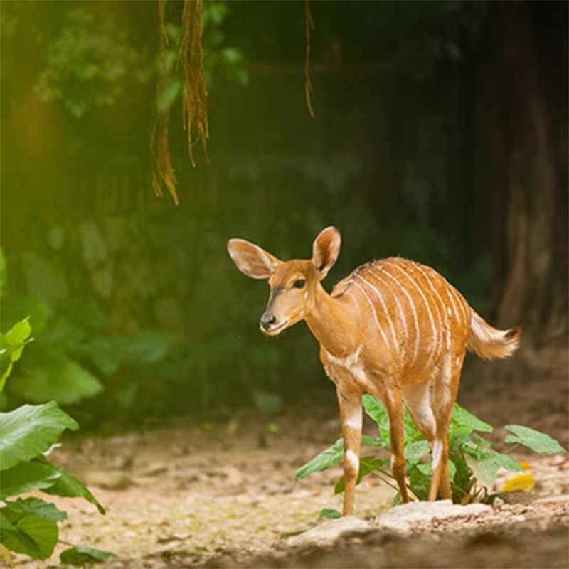 [北京野生动物园-门票]北京野生动物园大门票