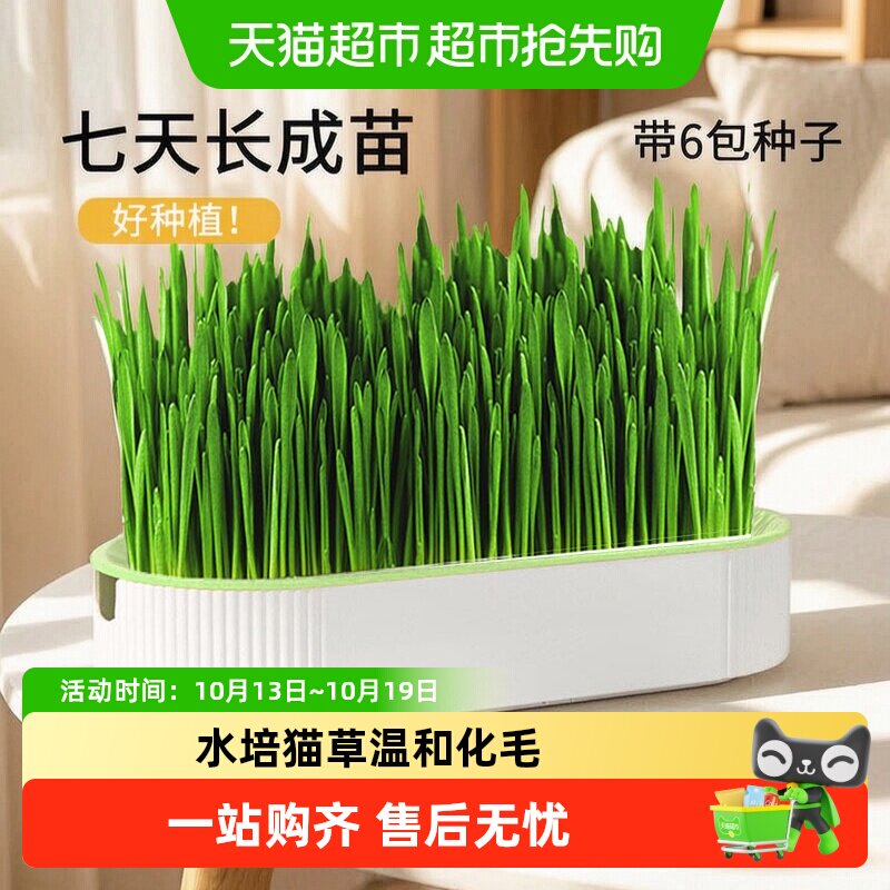 猫草盆栽猫草种植子育苗盘无土水培化毛草猫懒人自已种幼猫咪零食