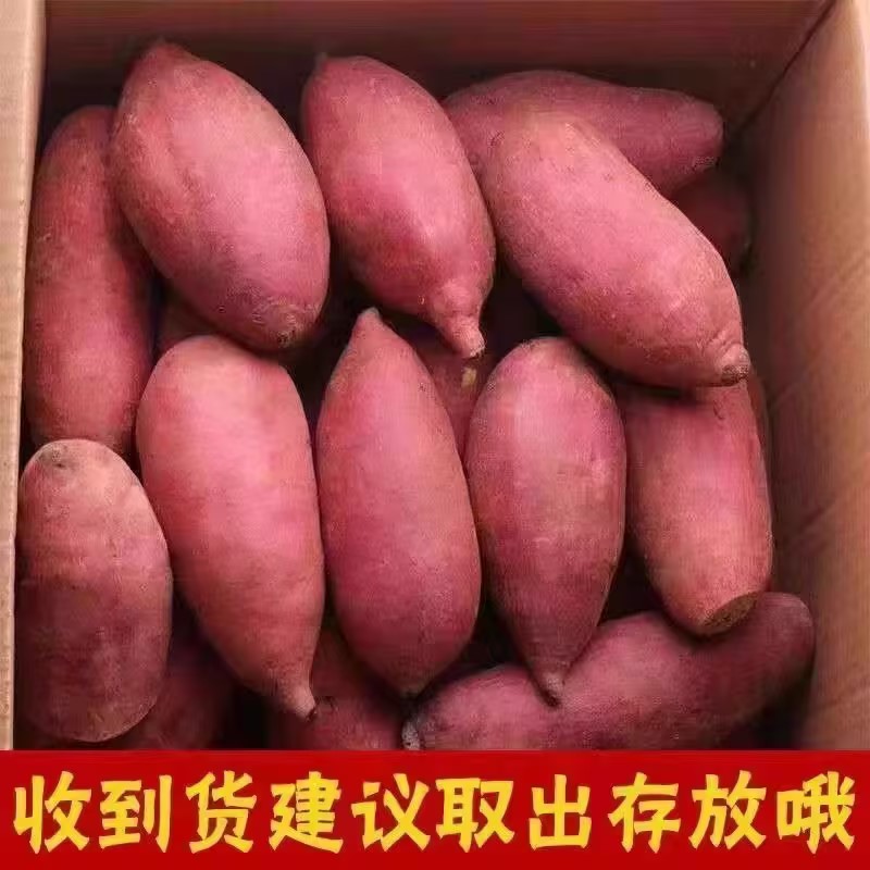 新鲜农家自种红薯沙地黄心蜜薯板栗小番烟薯糖心地瓜红皮红心山芋