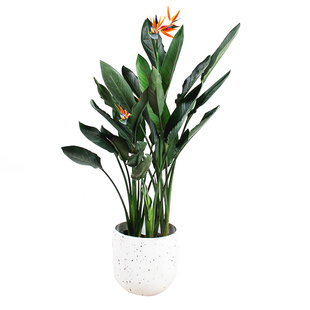 天堂鸟开花绿植北欧大中型植物 尼古拉鹤望兰室内外盆栽 杭州同城