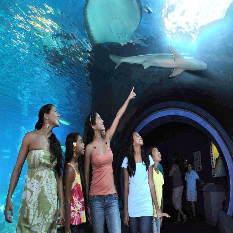 [新澳海底世界-主馆 深蓝童话双馆]秦皇岛新澳海底世界 海豚 深蓝