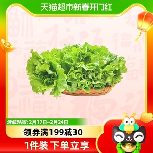 意大利生菜4斤装生熟皆食现摘现发