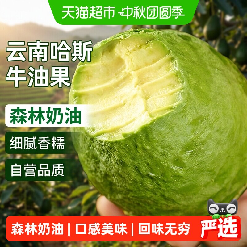 寻天果蔬云南哈斯牛油果当季