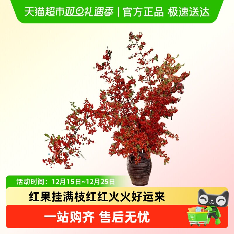 火棘果鲜切枝室内水培植物