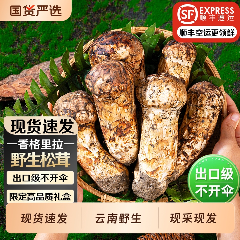 现货速发香格里拉纯野生新鲜松茸