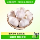 顺丰发货山东大蒜头干蒜多瓣农家干大蒜白皮新鲜大蒜新干蒜蔬菜