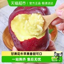 包邮 正宗甘肃天水花牛苹果新鲜水果红蛇粉面当季 整箱丑平果顺丰