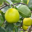 砀山梨正宗青皮梨皇冠梨砀山酥梨水果应季 皇冠梨水果批发