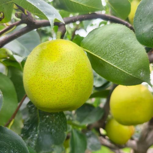 砀山梨正宗青皮梨皇冠梨砀山酥梨水果应季皇冠梨水果批发