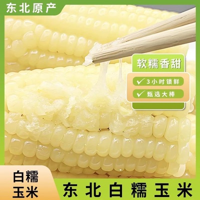 正宗东北新鲜白糯玉米非转基因软糯香甜粗粮代餐独立包装非即食