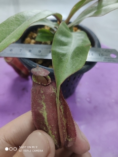 海盗交红月苹果猪笼草