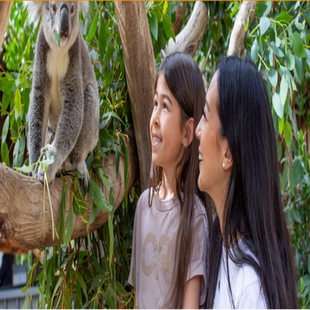 与考拉合影 大门票 悉尼动物园大门票 考拉合影 Zoo Sydney 悉尼动物园