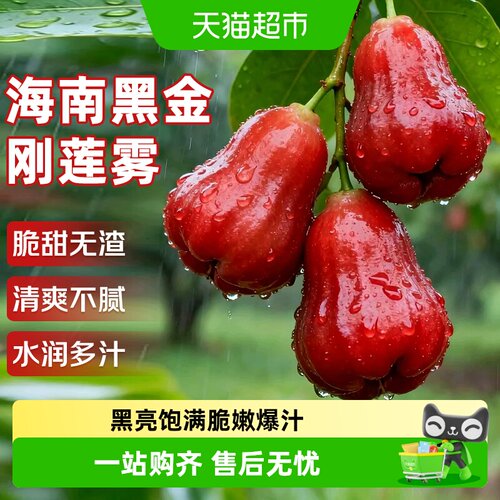 寻天果蔬海南黑金刚莲雾无渣少棉