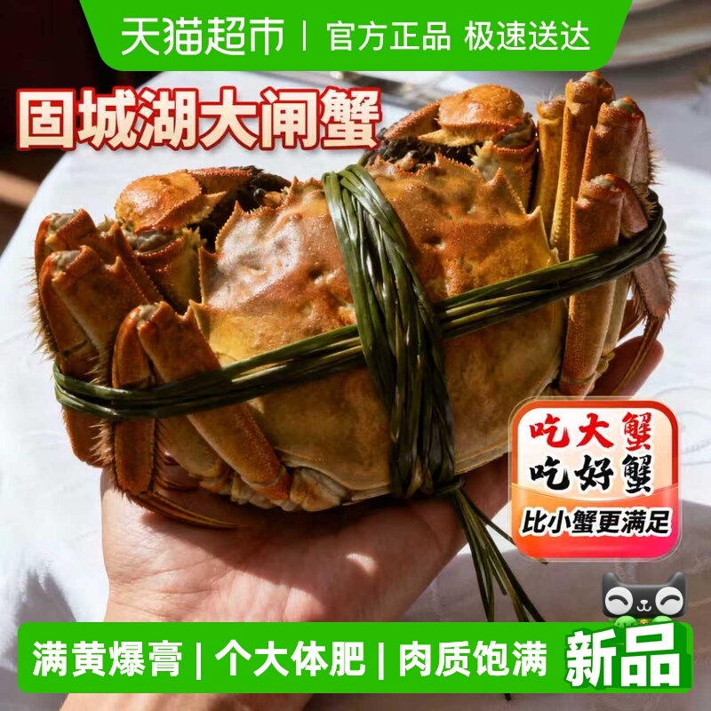 鑫渔人大闸蟹全母蟹礼盒装精品蟹