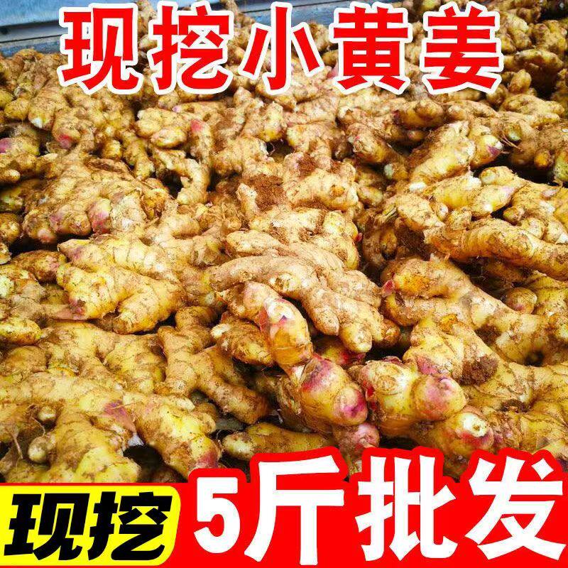 正宗云南小黄姜5斤红河新鲜生姜老姜现挖高山沙姜老姜土姜种蔬菜