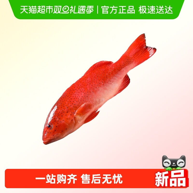 拾鲜生深海海捕东星斑 (去肚去腮)海鲜冷冻瓜子鱼斑鱼生鲜鱼类