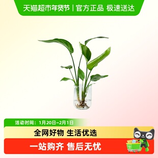 水培绿植龟背竹天堂鸟玛丽安春羽室内好养花卉盆栽易活懒人花卉