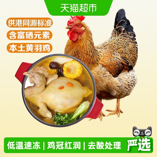 温氏食品老母鸡生态散养筋道十足