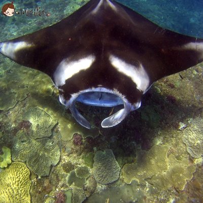 小野旅行-巴厘岛佩尼达岛Penida精品浮潜 深潜无证体验有证欢乐潜