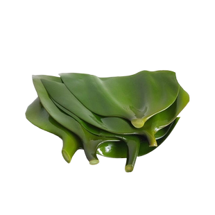 盐渍海带头特厚特级新鲜非干货海带批发海带厚片凉拌菜