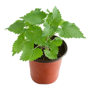 【藿香种子】中药材霍香种子霍香正气香草种子纯新藿香籽