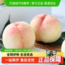 甜脆软桃爆汁好剥皮现摘新鲜水果鲜甜 正宗阳山水蜜桃无锡毛桃正品