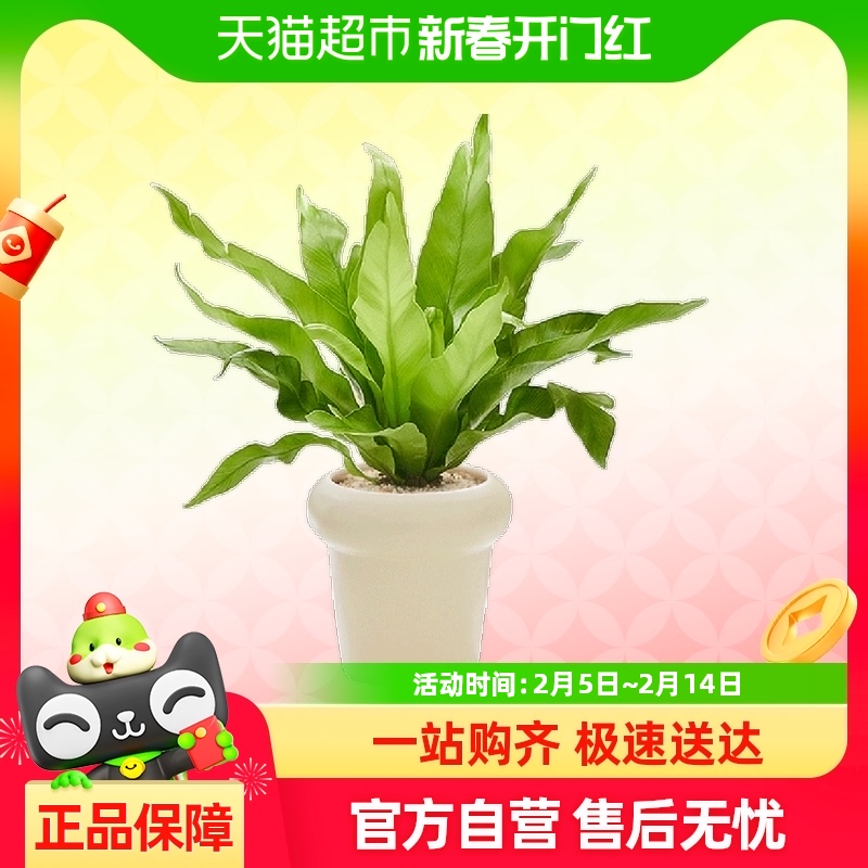 ާֲС԰칫ڼ辰ļྻ35.91Ԫ(88VIP 95)
