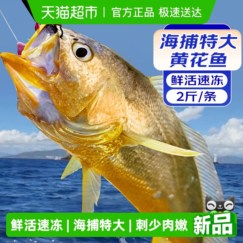 特大黄花鱼新鲜冷冻黄鱼深海鱼鲜活生鲜水产小黄鱼鲞