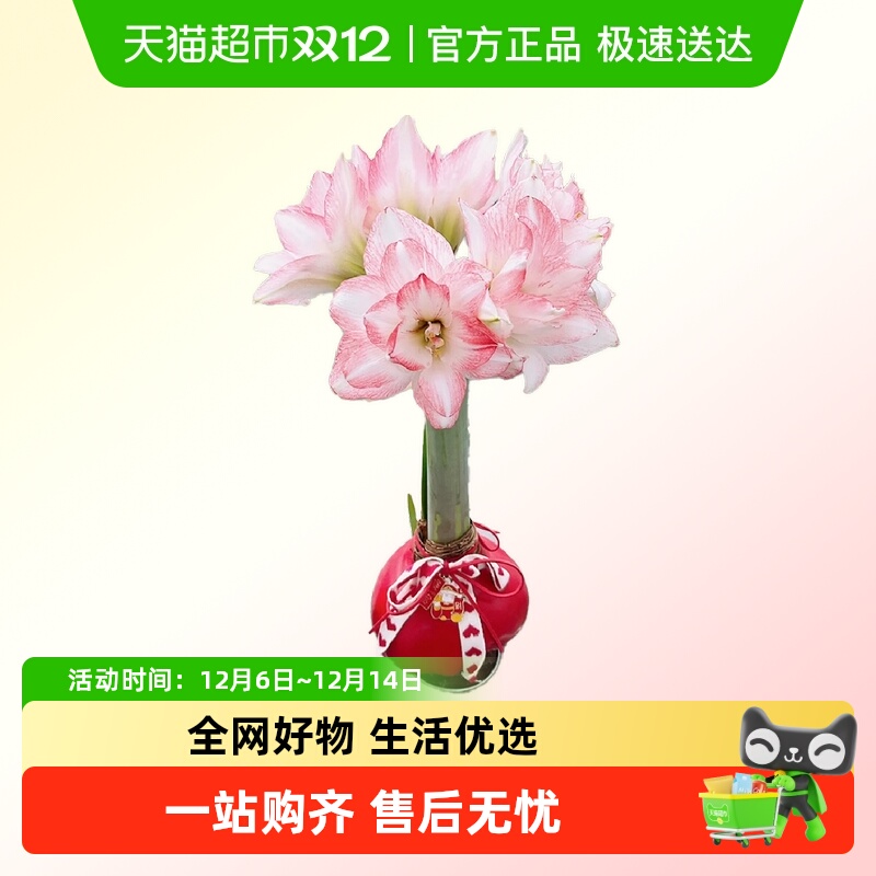 朵屿花间蜡封朱顶红种球花卉