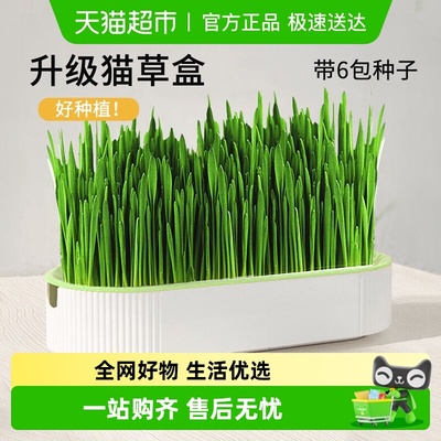 CrazyHost/疯狂的主人猫草盆栽