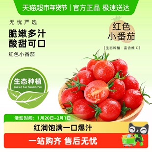 圣女果千禧小番茄超甜新鲜自然熟西红柿生吃水果现摘