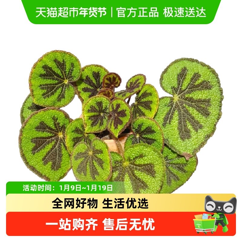 秋海棠基地热植开花观叶巨物好养四季,鲜花速递/花卉仿真/绿植园艺,绿植,淘宝优惠券,粉丝福利购,淘宝优惠卷