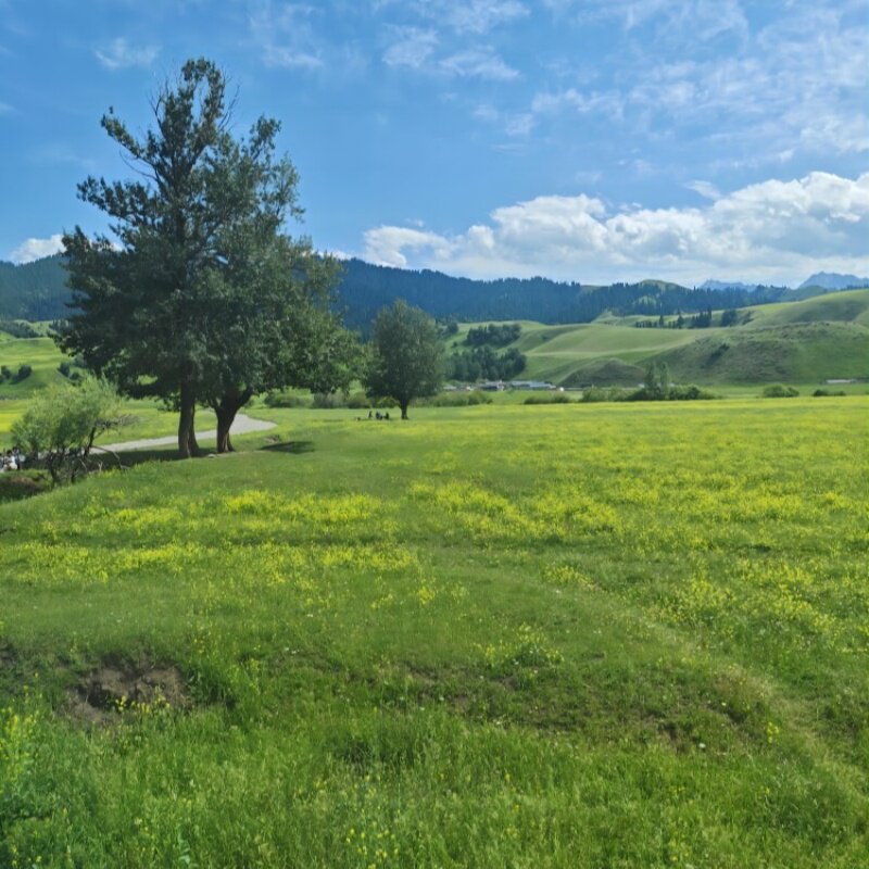呼伦贝尔大草原 漠河 北极村 阿尔山森林公园 寻觅北极光11天10晚