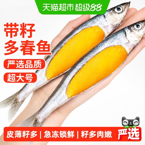 多籽多春鱼特大鱼籽新鲜冷冻商用
