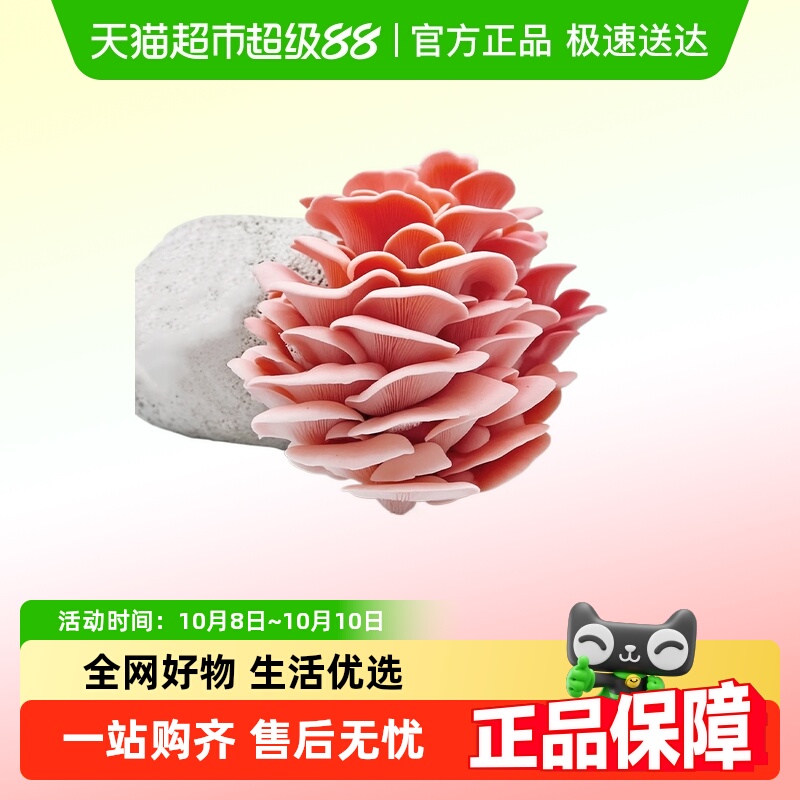 寿禾家庭红平菇菌包蘑菇种植