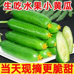 寿光水果小黄瓜新鲜小黄瓜青瓜山东脆嫩清甜旱黄瓜当天直供新鲜