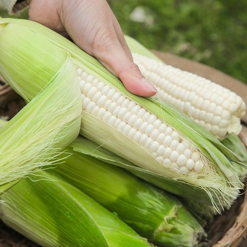 新鲜白糯玉米 带皮保鲜甜糯玉米棒子粘苞米粗粮5斤带箱单果150g+