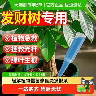 发财树植物再生剂浓缩营养液肥料专用肥盆栽复活液防黄叶