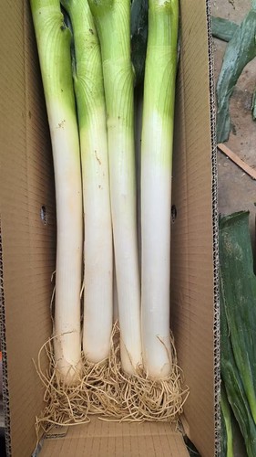 山东大葱新鲜正宗脆甜辣精品铁杆大葱特产当季整箱包邮优质食材