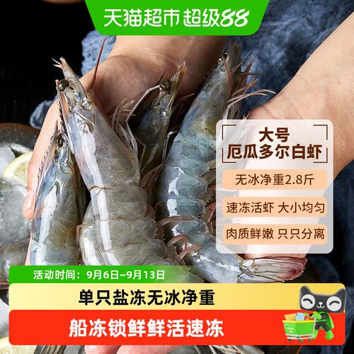 大黄鲜森厄瓜多尔王牌大虾